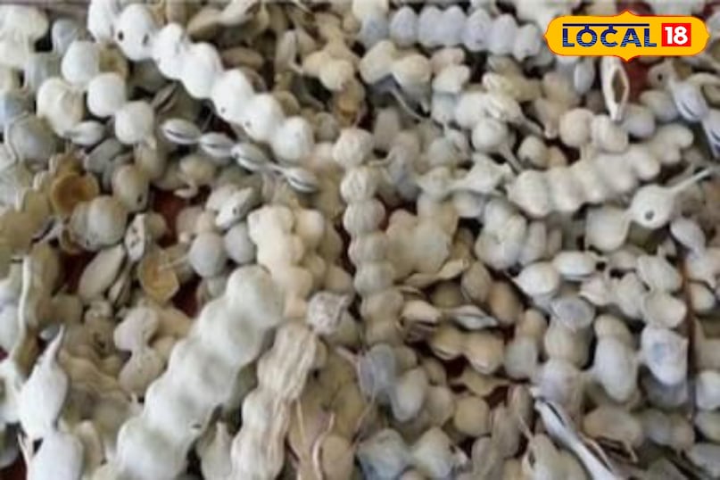 Moradabad news,hindi news,up news,local news, मुरादाबाद समाचार, हिंदी समाचार, यूपी समाचार, लोकल समाचार। Moradabad news,hindi news,up news,local news, मुरादाबाद समाचार, हिंदी समाचार, यूपी समाचार, लोकल समाचार।