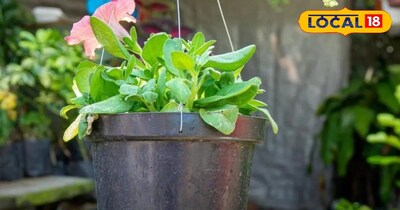 गार्डनिंग टिप्स: सर्दियों में पौधों को हरा-भरा रखने के 4 रामबाण उपाय