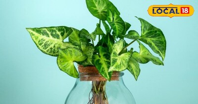 सिंगोनियम पौधा: इनडोर गार्डनिंग के लिए बेस्ट, जो हवा रखे शुद्ध और लाए सकारात्मक ऊर्जा