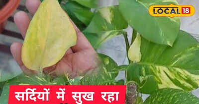 मनी प्लांट को सर्दियों में पीला पड़ने से कैसे बचाएं? ओस और ज़्यादा पानी हैं मुख्य दुश्मन