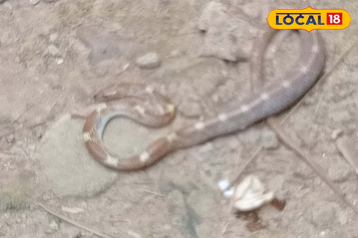 सांप भगाने का ये है जबरदस्त घरेलू ट्रिक, सिर्फ ताली बजाने से हो जाते हैं गायब