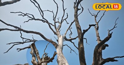 बोरर कीट