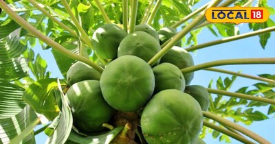 पपीते का पेड़ 