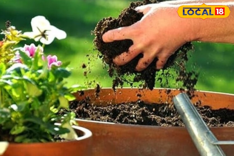 देखभाल और खरपतवार देखभाल और खरपतवार