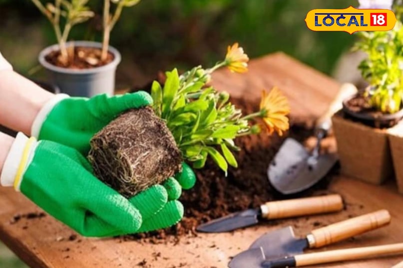 सहारा, कटाई और कीट सहारा, कटाई और कीट