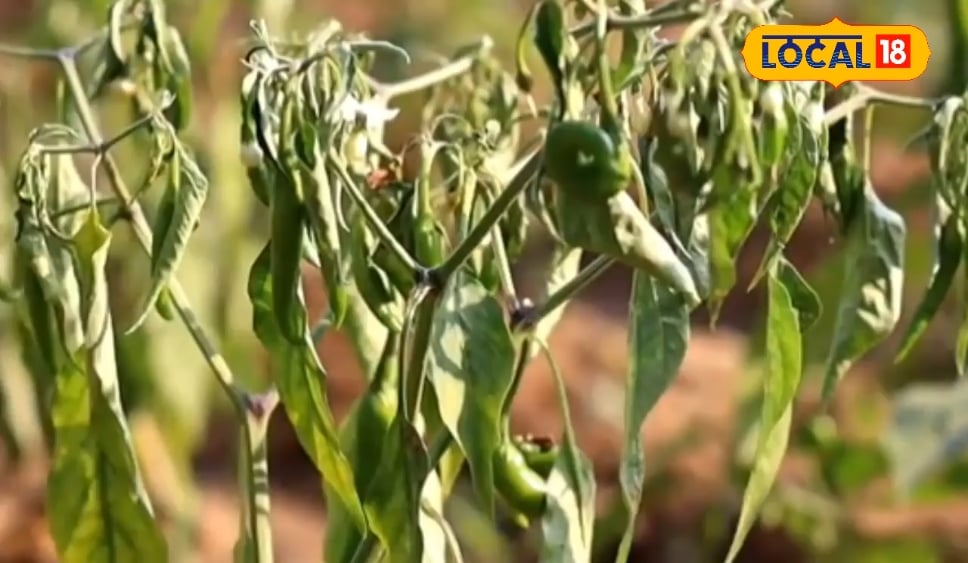 मिर्च के पौधे को विल्ट रोग से ऐसे करें सुरक्षित, जानें वैज्ञानिक तरीका