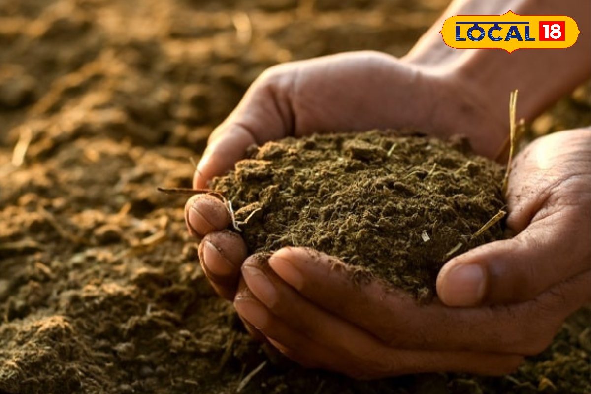 बंजर मिट्टी उगलेगी फसल, खर्च एकदम जीरो! घर कचरे से तैयार करें ये सुपर देसी खाद