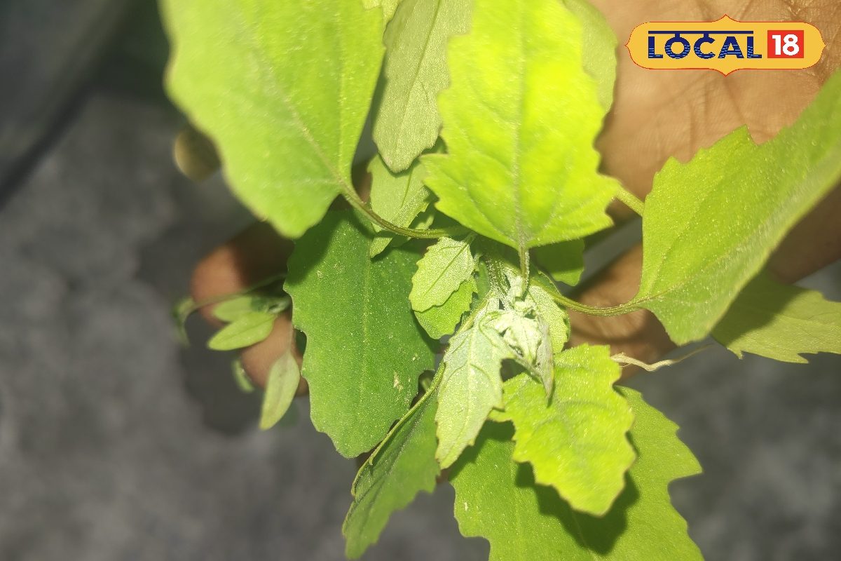 खरपतवार जैसे इस साग में छुपा है औषधीय गुणों का खजाना, पोषण का पावर हाउस