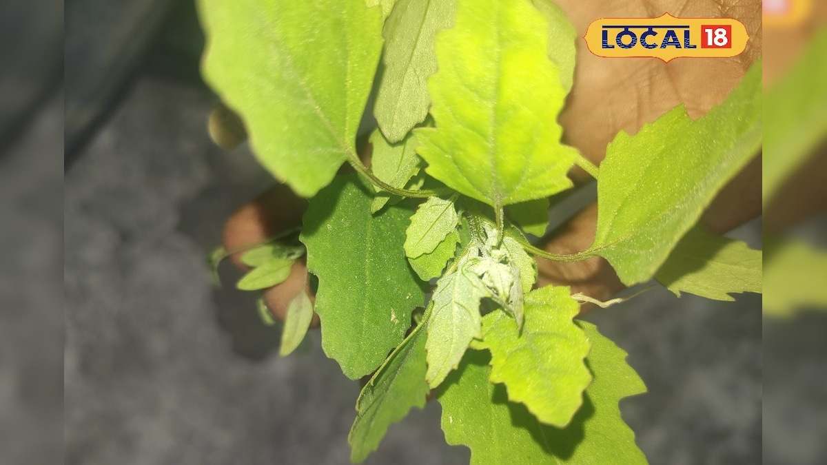 सर्दियों में मिलने वाले इस साग के हैं बड़े फायदे, जान गए तो रोज खाएंगे आप