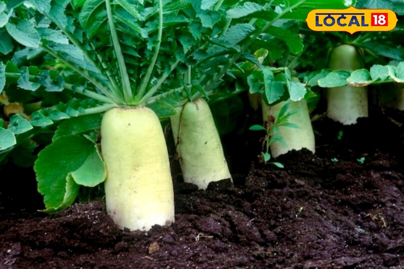 पलामू जिले के क्षेत्रीय अनुसंधान केंद्र चियांकी के कृषि वैज्ञानिक डॉ० अखिलेश शाह ने बताया कि किसान गमले में भी मूली उगा सकते है. वहीं एक हाइब्रिड वेराइटी की मूली जो कि गुलाबी रंग की होती है उसे उगा सकते है.