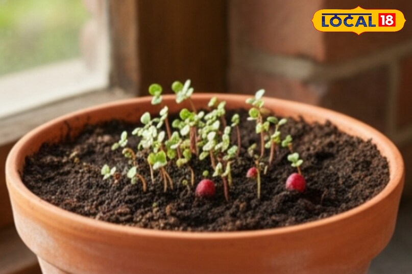 उन्होंने यह भी बताया कि घर पर उगाई गई पूसा गुलाबी मूली न केवल ताजी और स्वादिष्ट होती है, बल्कि सेहत के लिए भी फायदेमंद है. कम लागत, कम समय और अधिक पोषण के कारण यह किस्म घरेलू बागवानी करने वालों के लिए एक शानदार विकल्प साबित हो सकती है.