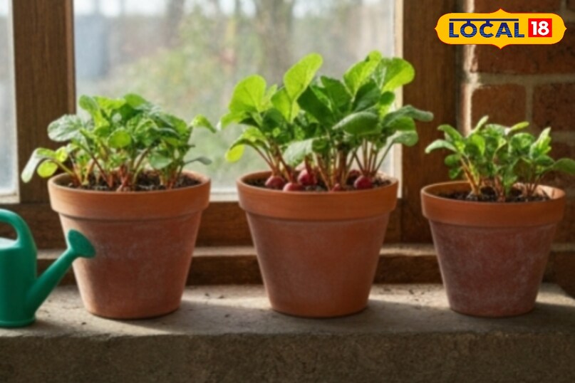 उन्होंने कहा कि पूसा गुलाबी मूली की खेती गमले, किचन गार्डन या छोटे बगीचे में आसानी से की जा सकती है. इसे ज्यादा देखभाल की जरूरत नहीं होती, जिससे नए बागवान भी इसे सफलतापूर्वक उगा सकते हैं. इसके अलावा गुलाबी मूली की खेती किसानों के लिए नए तकनीक पर आधारित रहती है. 