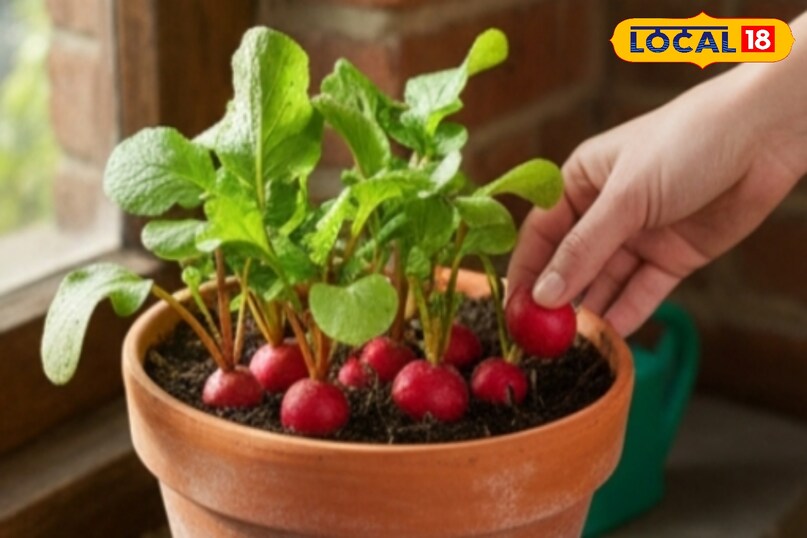 आगे कहा कि इस मूली की खास बात यह है कि यह जल्दी तैयार हो जाती है. पूसा गुलाबी किस्म 55 से 60 दिनों में तैयार हो जाती है, जिससे कम समय में ताजी सब्जी का आनंद लिया जा सकता है. 