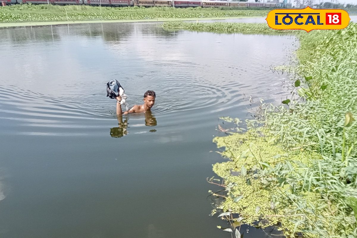 80% मखाना यहीं से... जानें मिथिलांचल के किसान कैसे करते हैं इसकी खेती