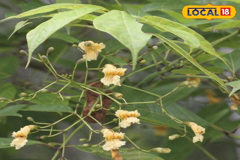 पाटला का पौधा पाटला का पौधा