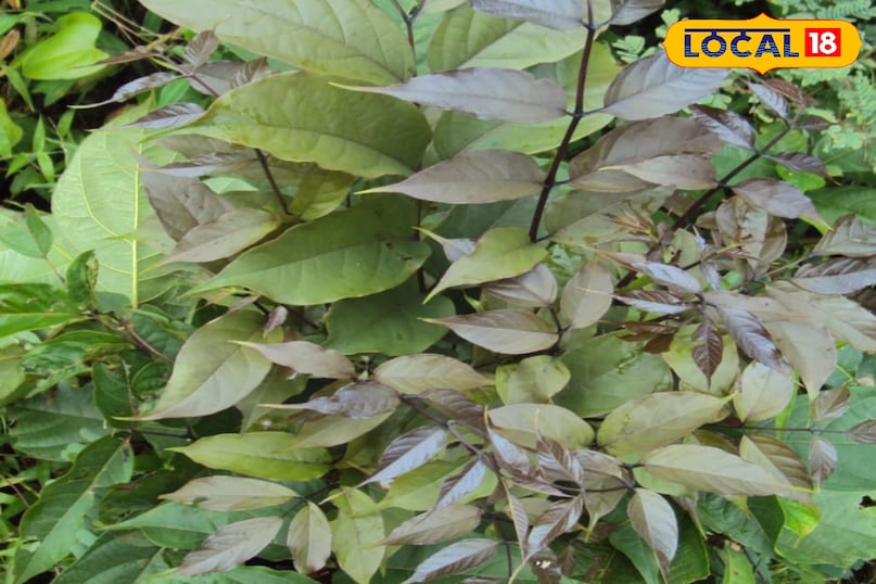 पाटला का पौधा पाटला का पौधा