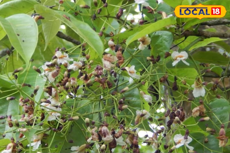 पाटला का पौधा पाटला का पौधा