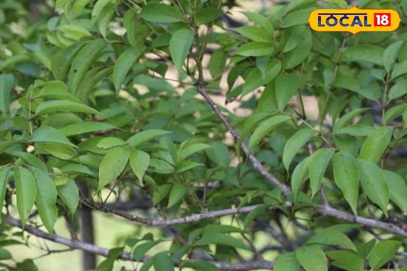 पाटला का पौधा पाटला का पौधा