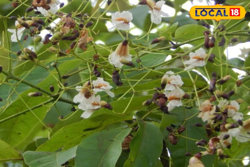 पाटला का पौधा पाटला का पौधा