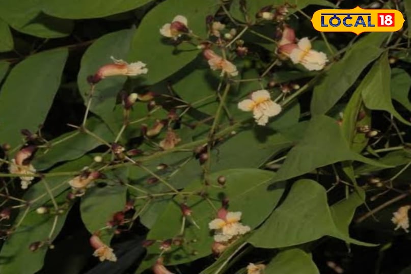 पाटला का पौधा पाटला का पौधा