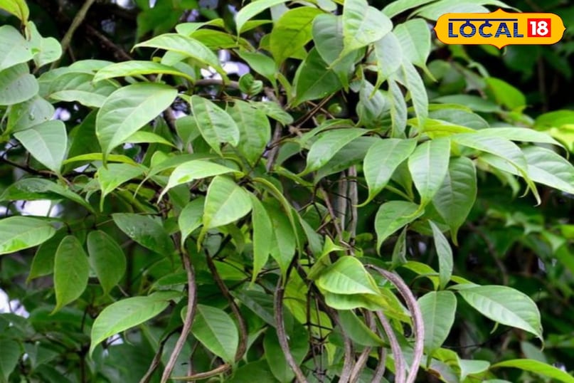 पाटला का पौधा पाटला का पौधा