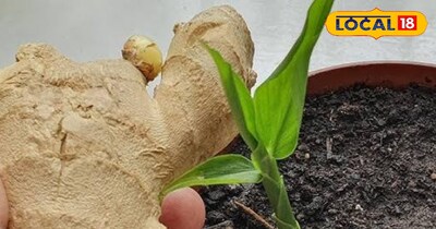 गमले में अदरक का पौधा 