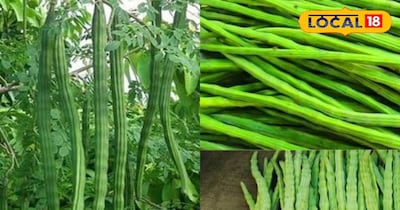 सर्दियों में ऐसे बनाए सहजन का सूप, चुटकियों में हो जाएगा तैयार, जानिए फायदे