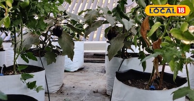 ग्रो बैग में पौधों की रोपाई