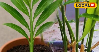 घर में गमले से उगाएं ताज़ा अदरक