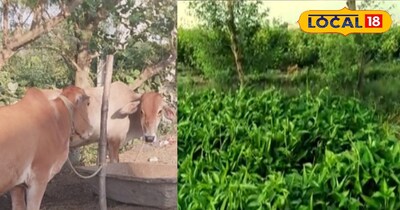 Boost Milk & Animal Health: Berseem Fodder is Winter's Boon for Dairy Farmers!