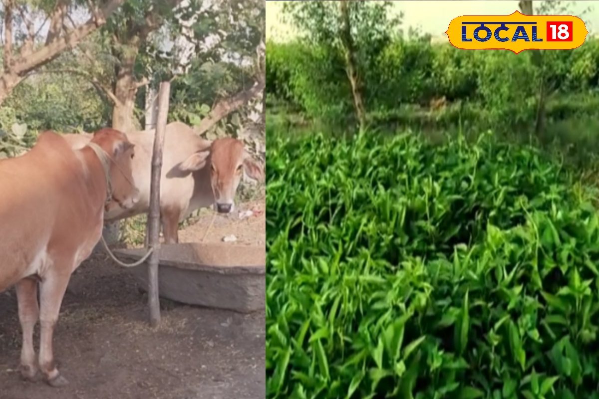 सर्दी में वरदान है ये हरा चारा, पशुओं को खिलाते ही दूध में होगी बंपर बढ़ोतरी