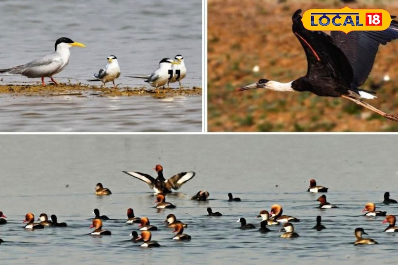 न्यू ईयर ट्रिप के लिए परफेक्ट हैं बिलासपुर की ये जगहें, खूबसूरती में बाली को भी देती हैं मात न्यू ईयर ट्रिप के लिए परफेक्ट हैं बिलासपुर की ये जगहें, खूबसूरती में बाली को भी देती हैं मात