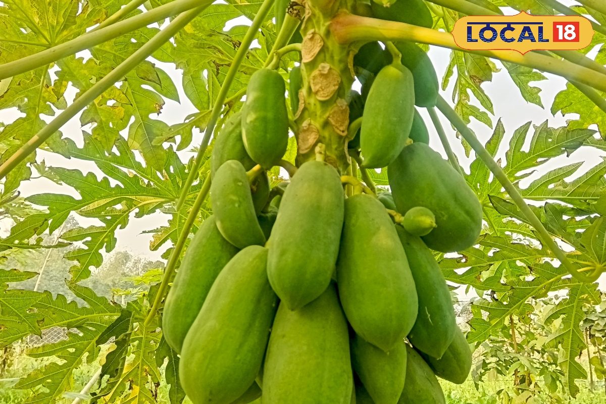 सर्दी आते ही बाजार में छा जाता है यह फल! देखते ही खींचे चले आते हैं ग्राहक