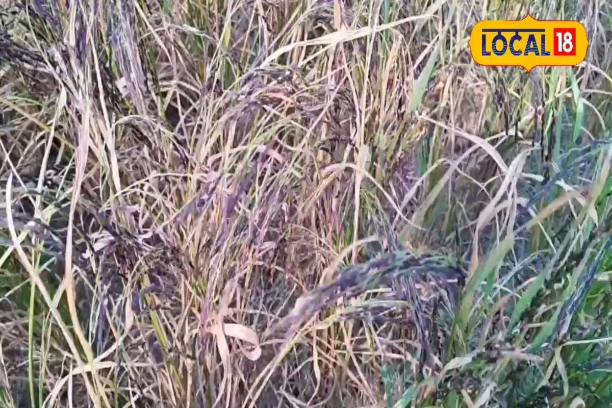 काला नमक चावल: बौद्ध काल से जुड़ा है इसका इतिहास! जिंक, आयरन, प्रोटीन से भरपूर