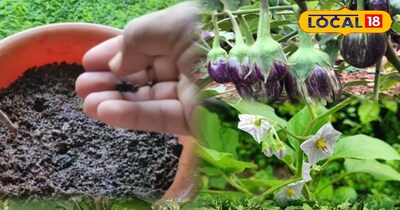 बैगन का पौधा