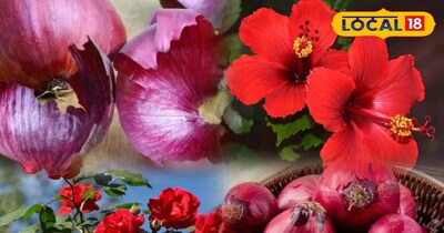 गार्डेनिंग टिप्स 