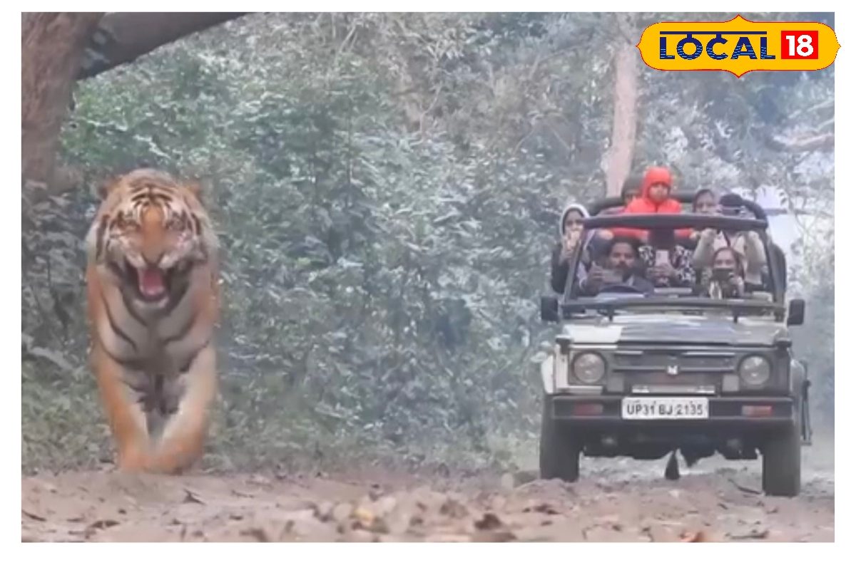 लोगों के सामने बाघ ने लगाई दहाड़, ऐसे गुर्राया, वीडियो में काला तेंदुआ भी दिखा