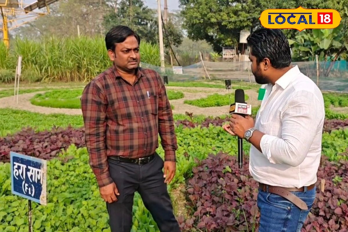 365 दिन मिलेगी मुफ्त की सब्जी, जीरो खर्च में तैयार करें सब्ज़ियों की यह वाटिक!