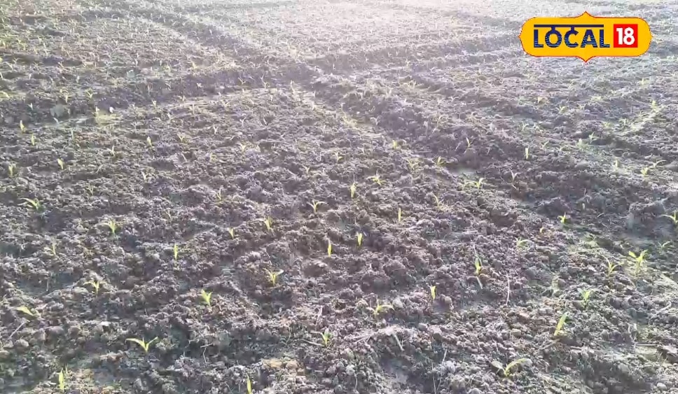 दो एकड़ जमीन पर मक्के खेती से 2 लाख की कमाई, किसानस जानिए अच्छी उपज के उपाय