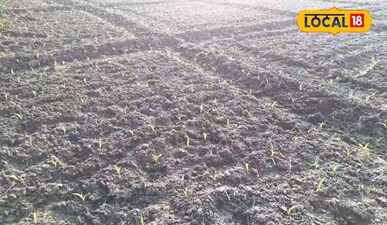 दो एकड़ जमीन पर मक्का की खेती-बाड़ी से सीज़न में करते हैं 2 लाख रुपए तक की कमाई