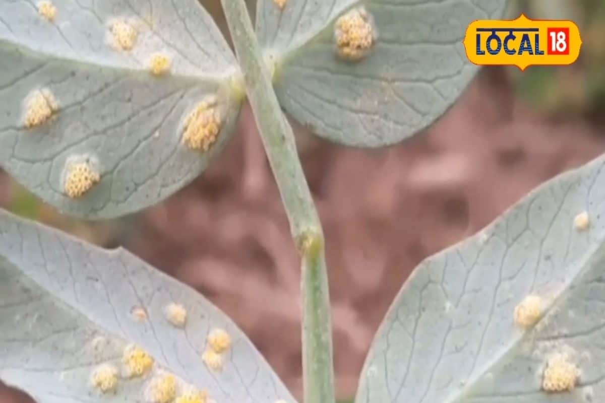 मटर की हरियाली पर रतुआ की मार, इस तकनीक से समय रहते बच सकती है उपज