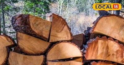 चीड़ की लकड़ी है पहाड़ों की शान 