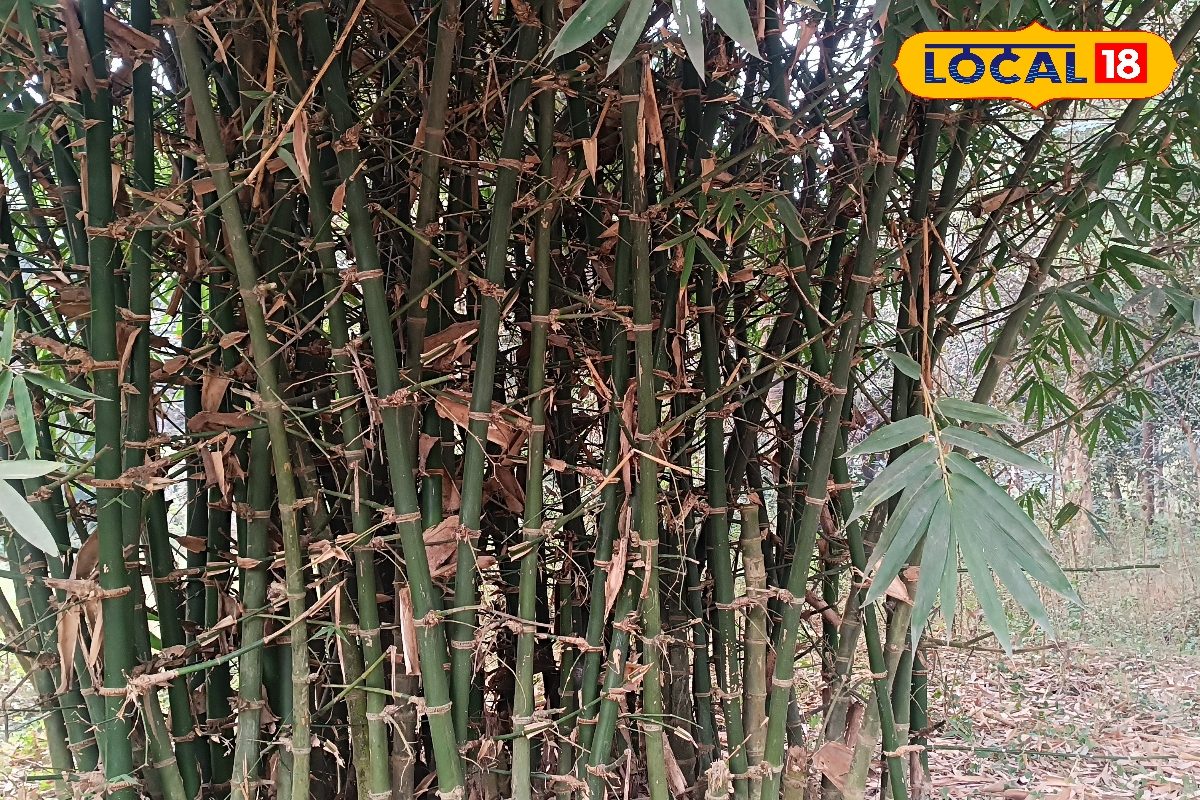 राष्ट्रीय बांस मिशन के लिए हुआ समस्तीपुर का चुनाव, किसानों को मिलेगा अनुदान