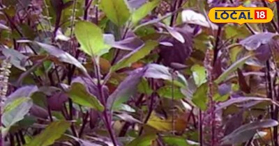 प्रतीकात्मक तस्वीर 