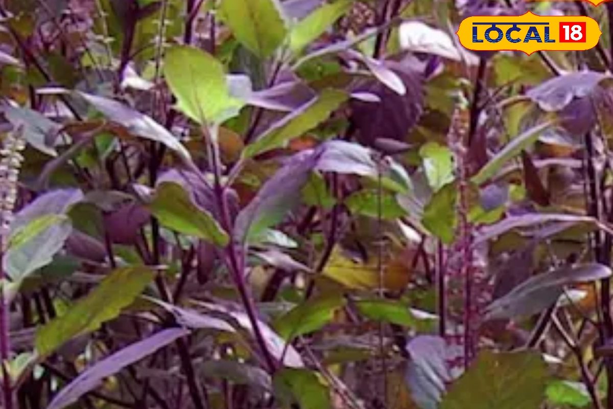 एक-दो नहीं पूरे चार तरह की होती है तुलसी, जानिए इनके नाम और औषधीय गुण 