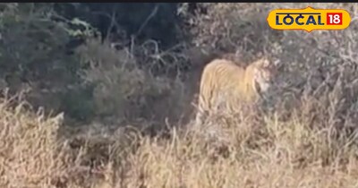 धौलपुर करौली टाइगर रिजर्व में दिखा टाइगर