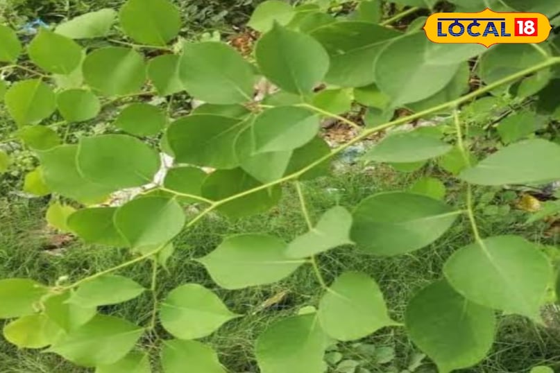 शीशम का पेड़ शीशम का पेड़