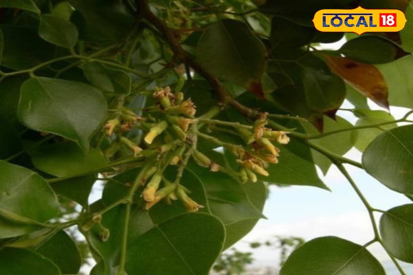 शीशम का पेड़ शीशम का पेड़