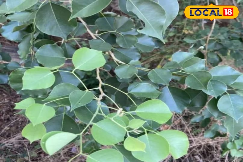 शीशम का पेड़ शीशम का पेड़