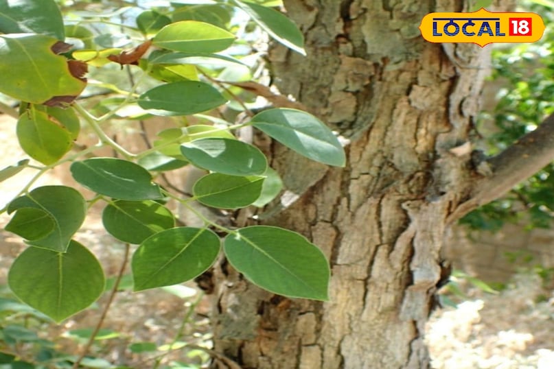 शीशम का पेड़ शीशम का पेड़